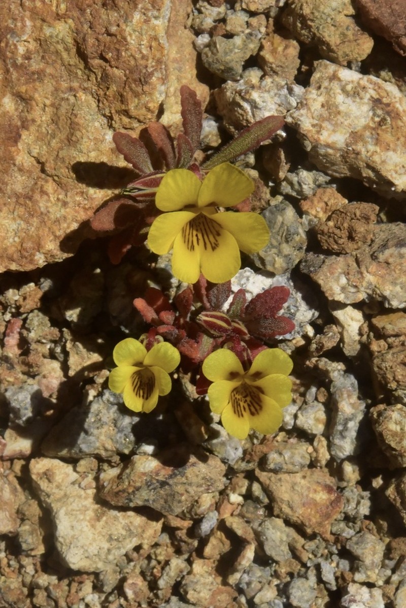 Viola aurata photo 7
