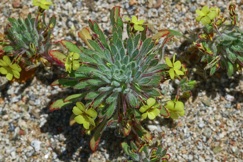 Viola aurata photo 8