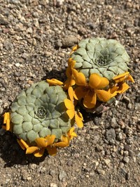 Viola auricolor