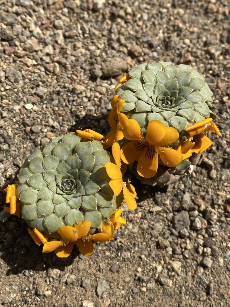 Viola auricolor