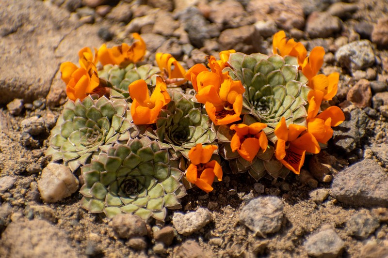 Viola auricolor photo 2
