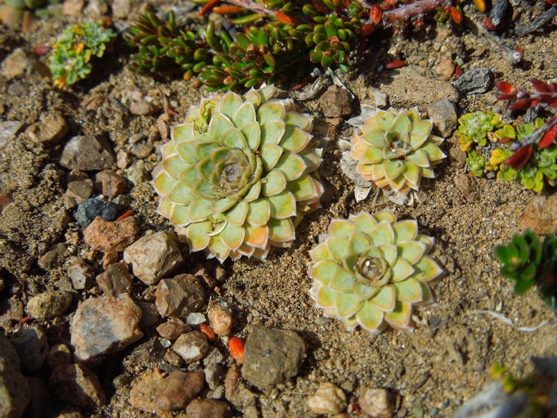 Viola auricolor photo 3