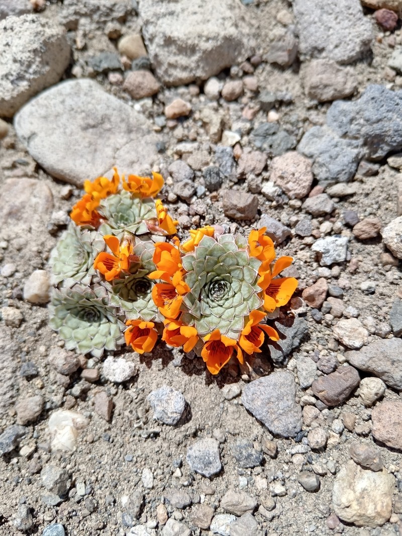 Viola auricolor photo 4