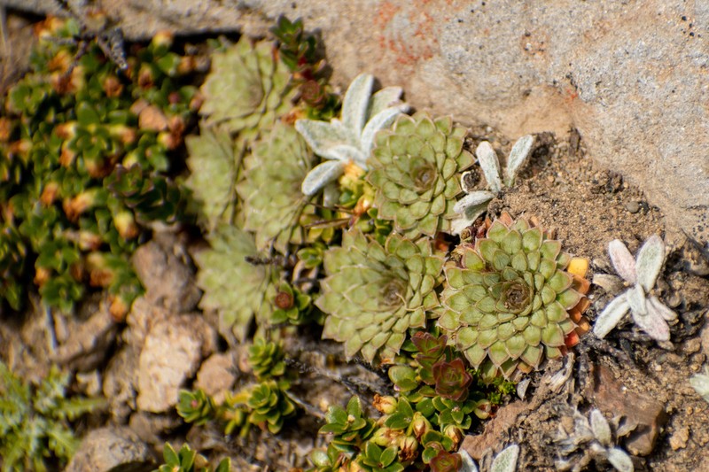 Viola auricolor photo 5