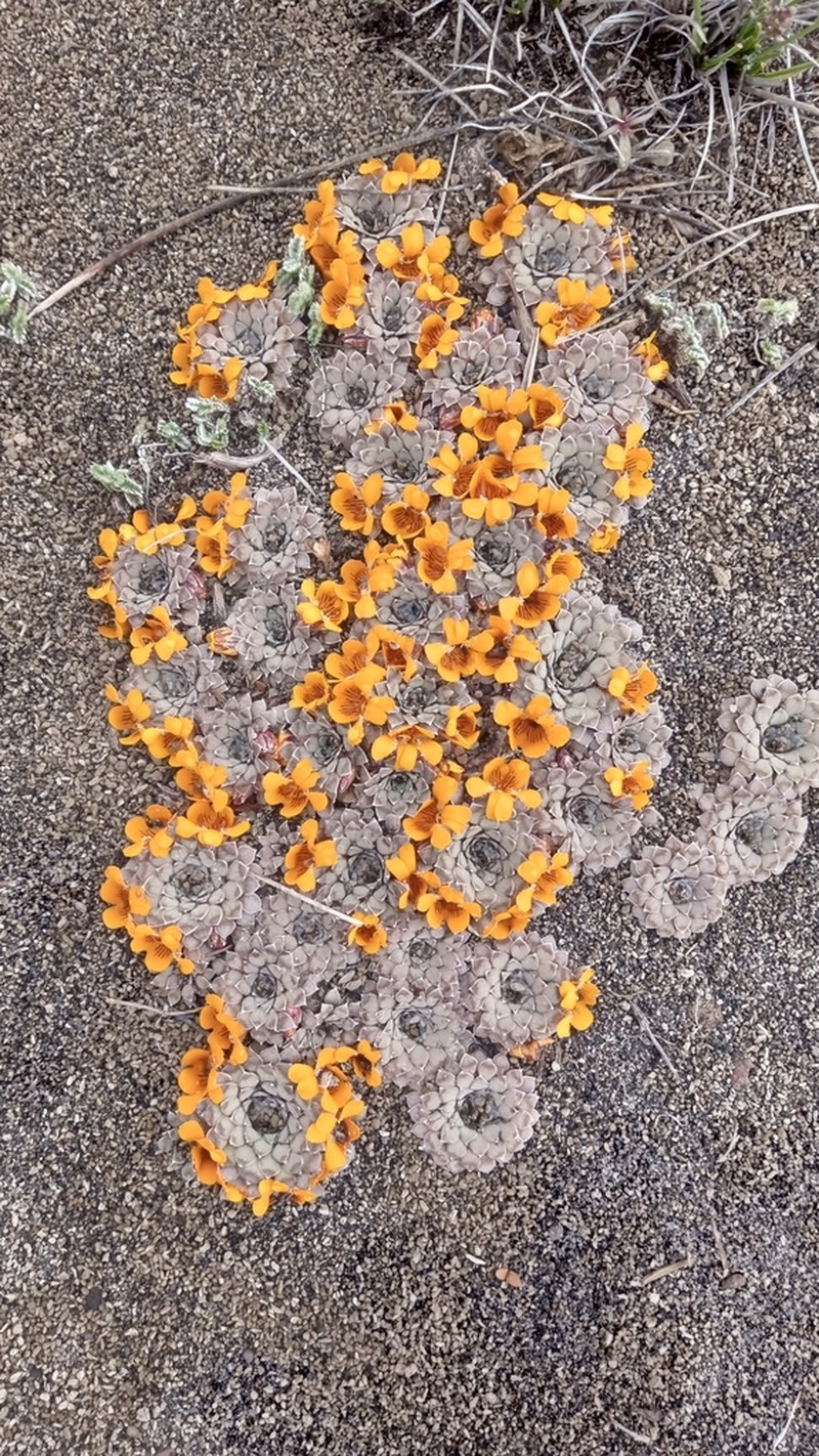 Viola auricolor photo 6