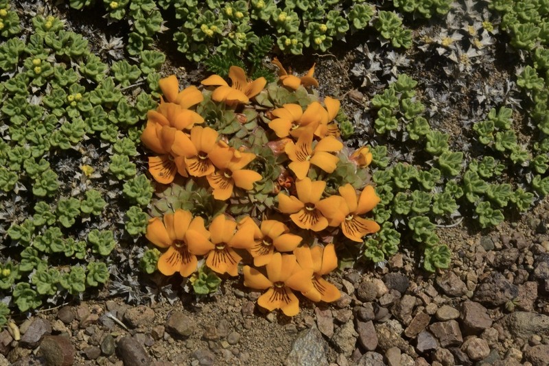 Viola auricolor photo 7
