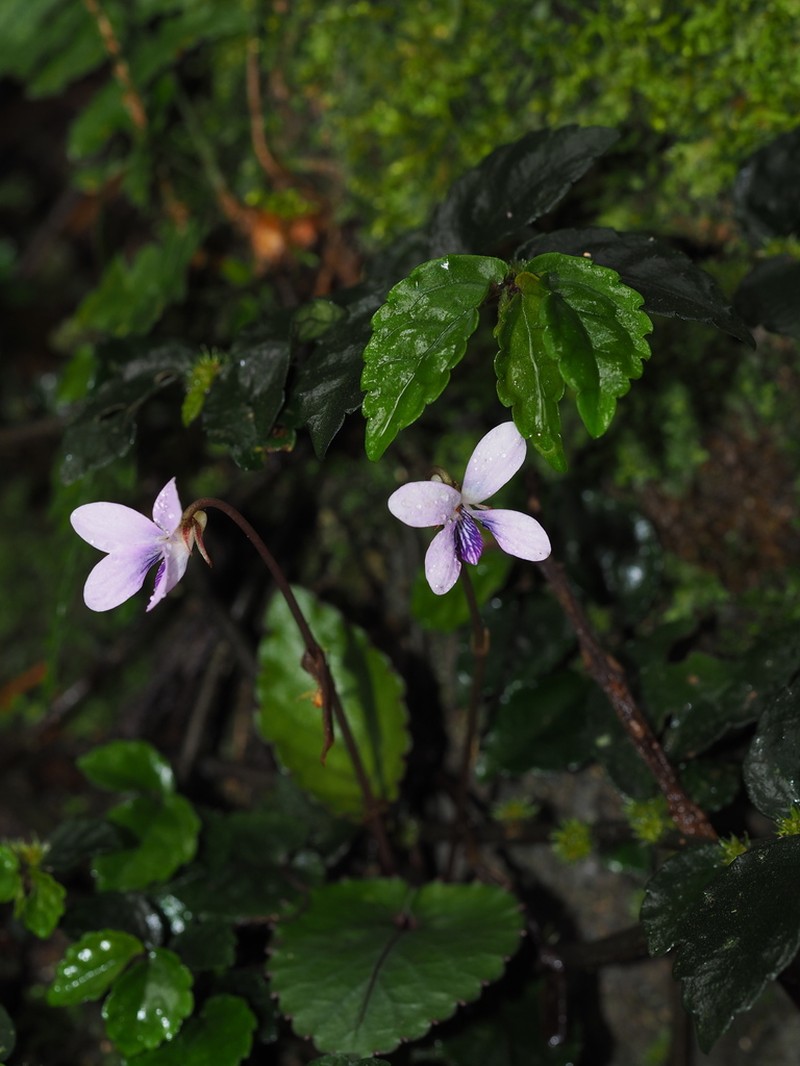 Viola austrosinensis