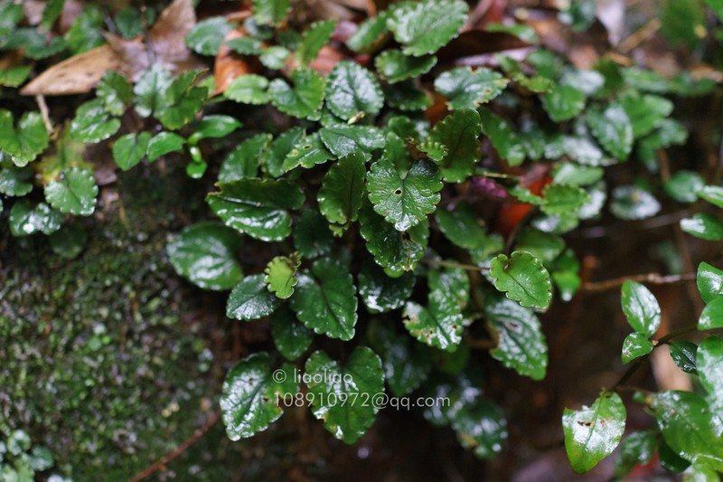 Viola austrosinensis photo 2