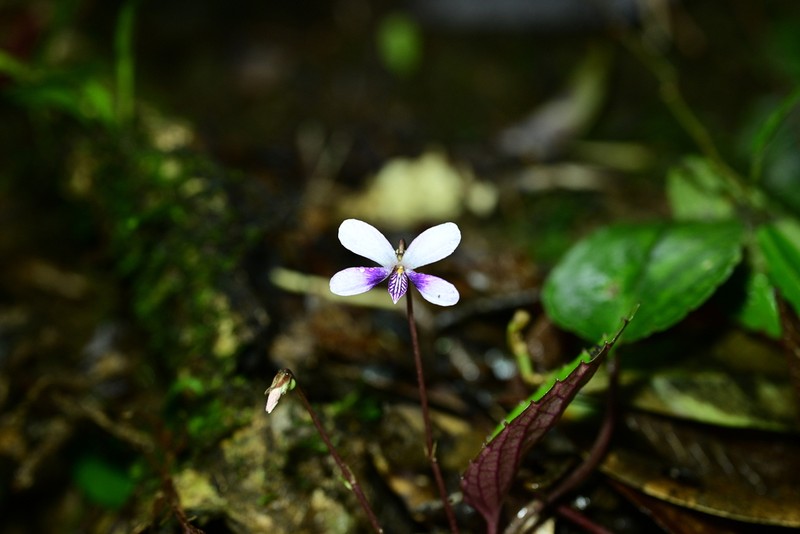 Viola austrosinensis photo 3
