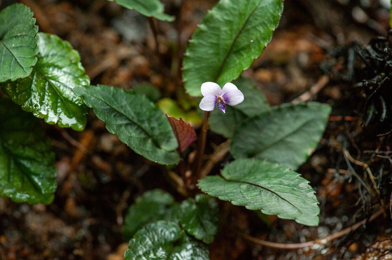Viola austrosinensis photo 4