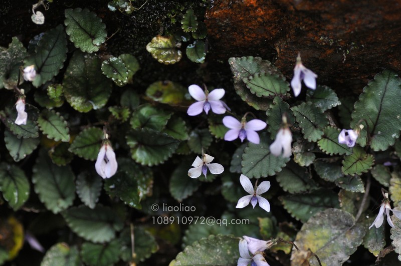 Viola austrosinensis photo 5