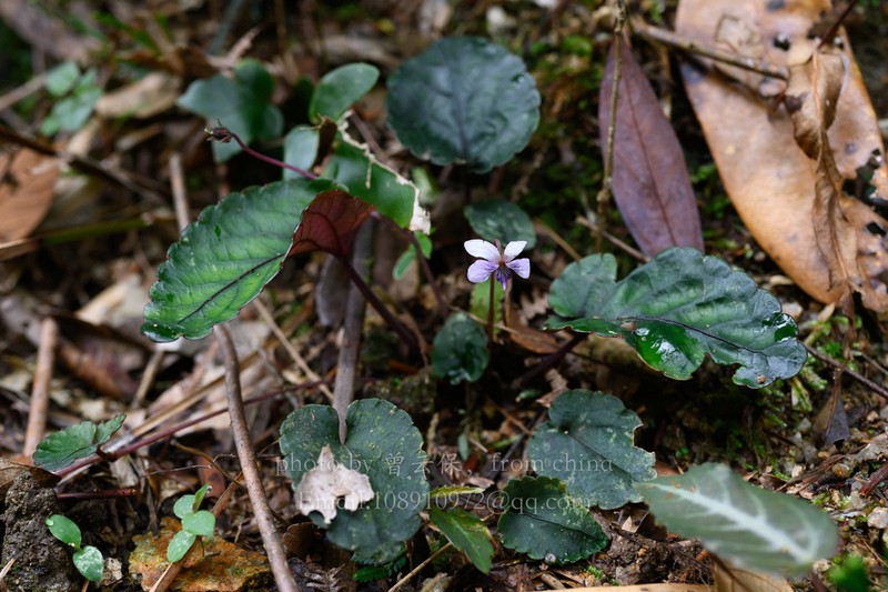 Viola austrosinensis photo 6