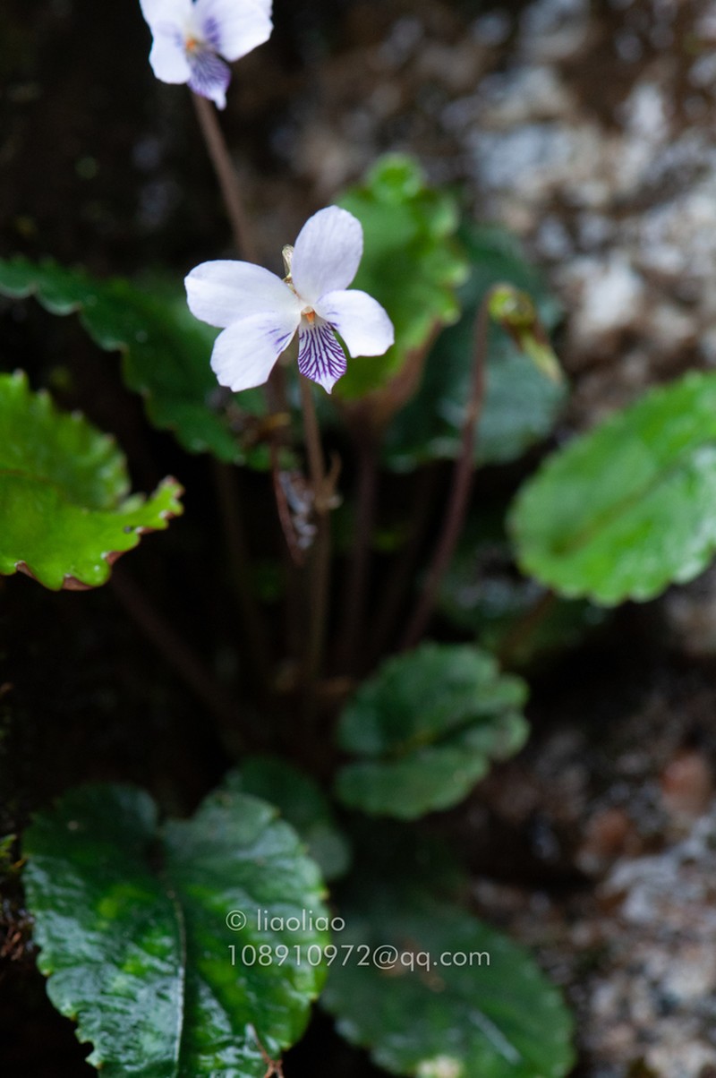 Viola austrosinensis photo 7