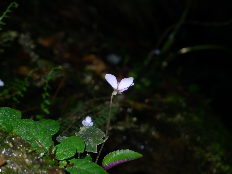 Viola austrosinensis photo 8