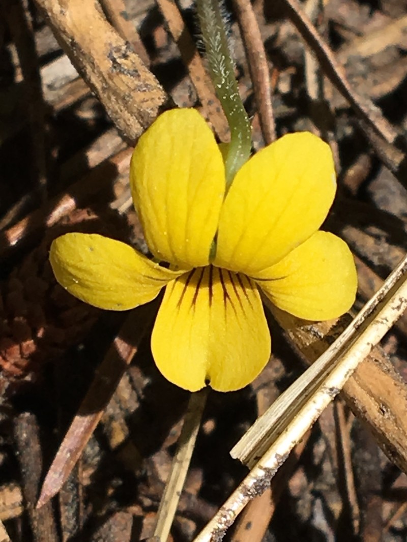Baker's Violet photo 7