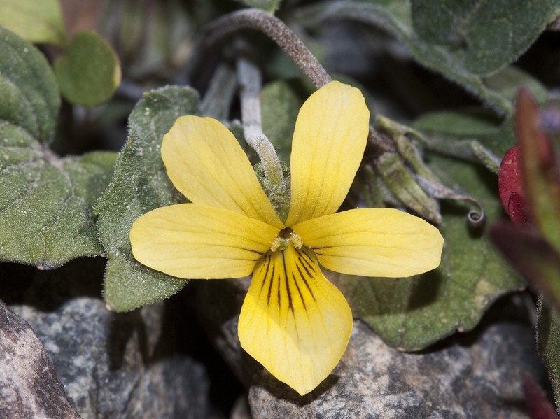 Baker's Violet