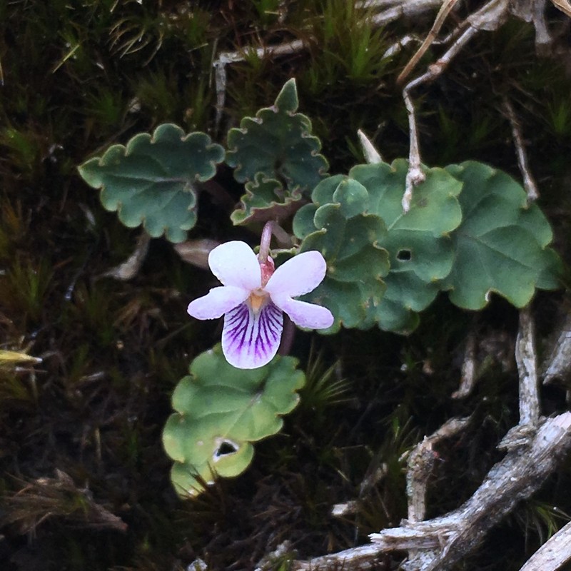 Viola balansae