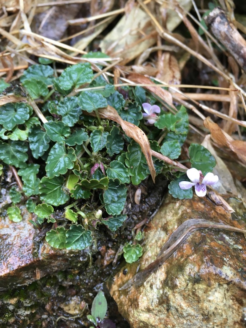 Viola balansae photo 2