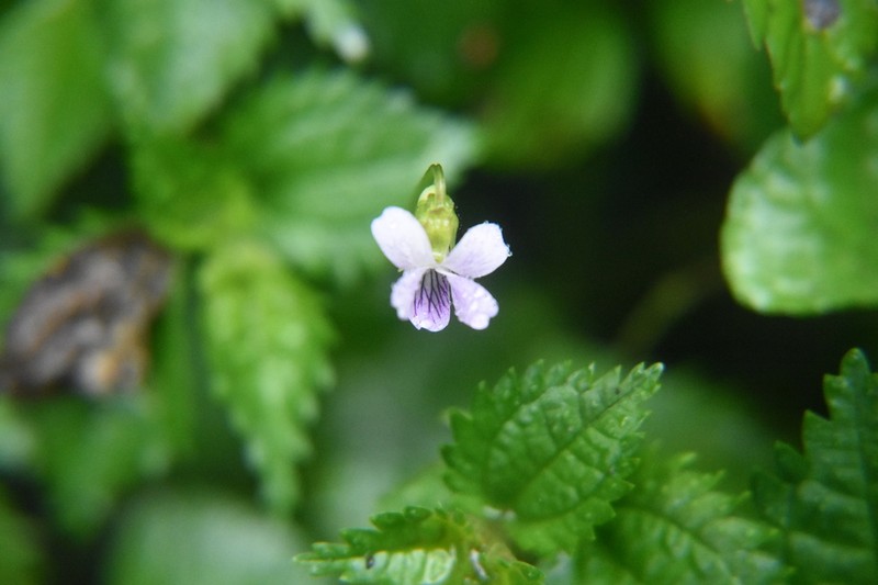 Viola balansae photo 3