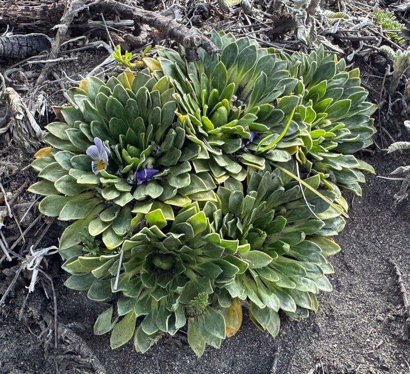 Viola bangii