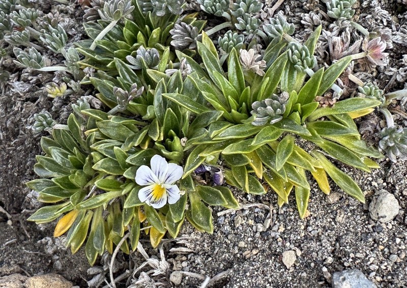 Viola bangii photo 2