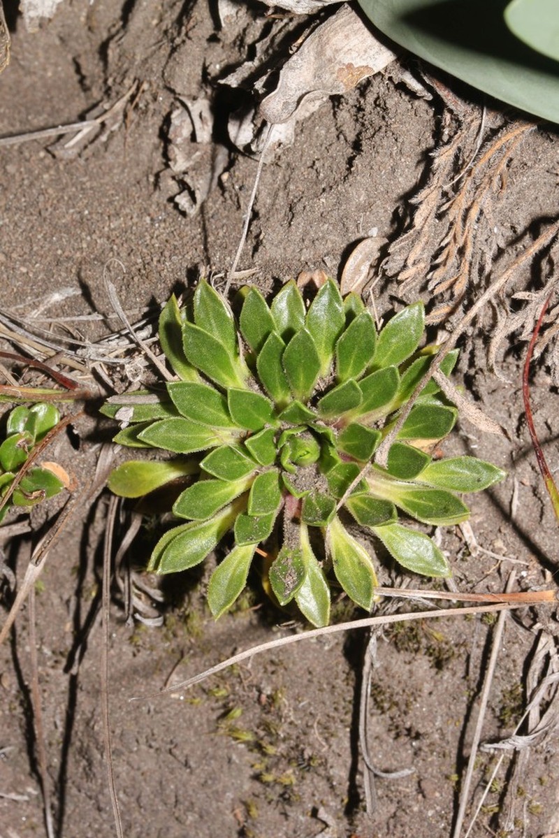 Viola bangii photo 3