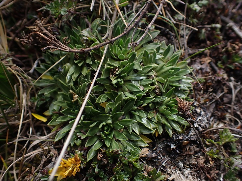 Viola bangii photo 4