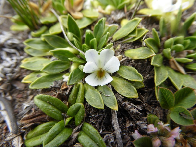 Viola bangii photo 5