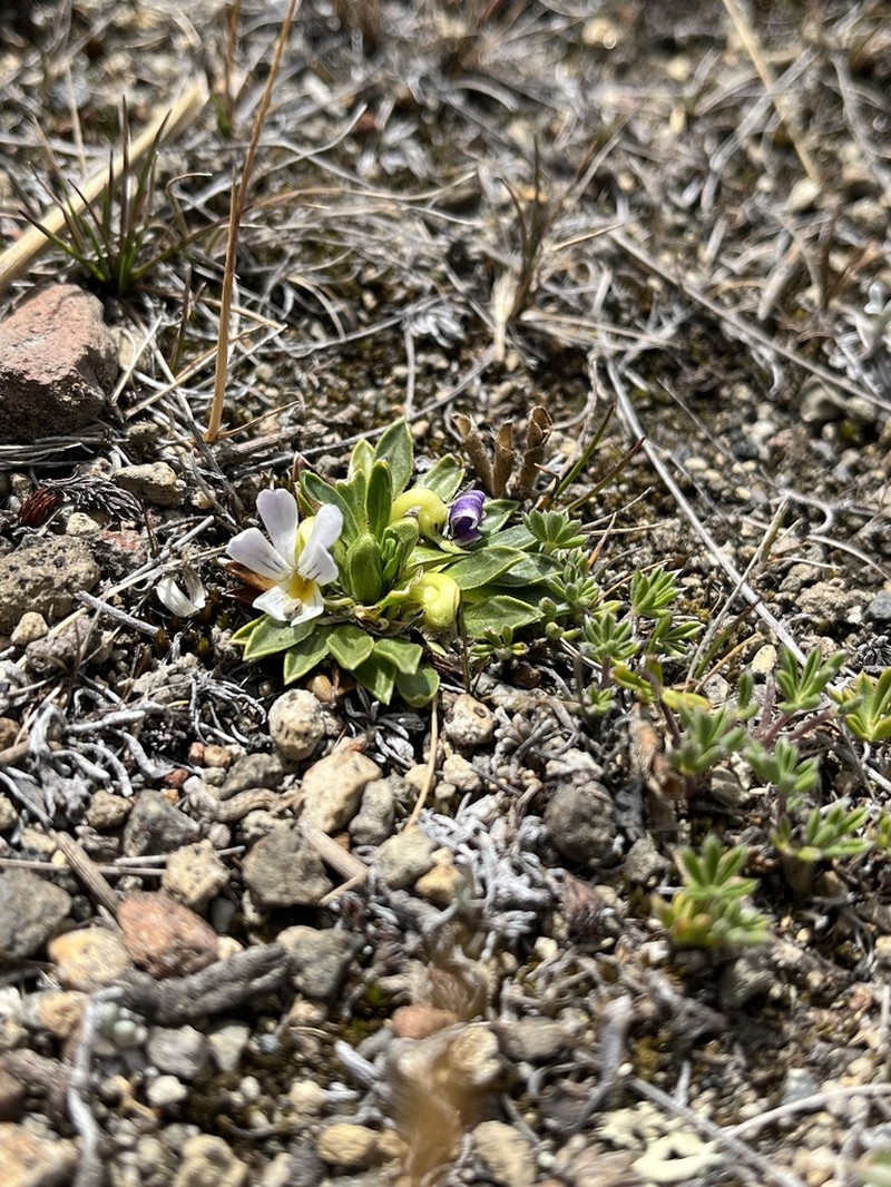 Viola bangii photo 6