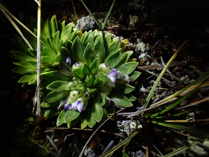 Viola bangii photo 7