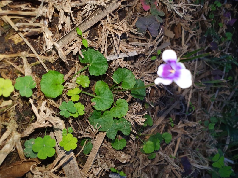 Viola banksii photo 2
