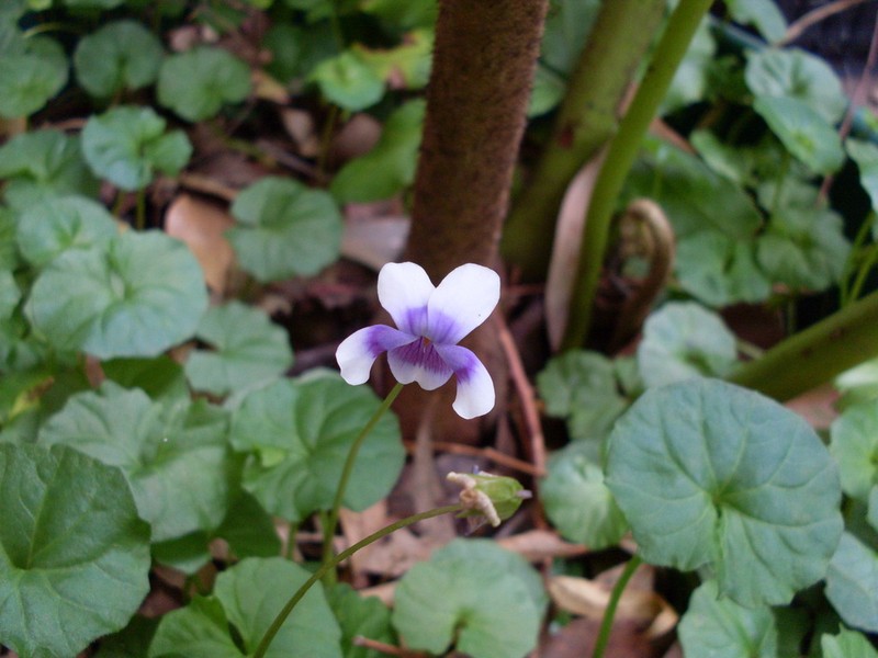 Viola banksii photo 3