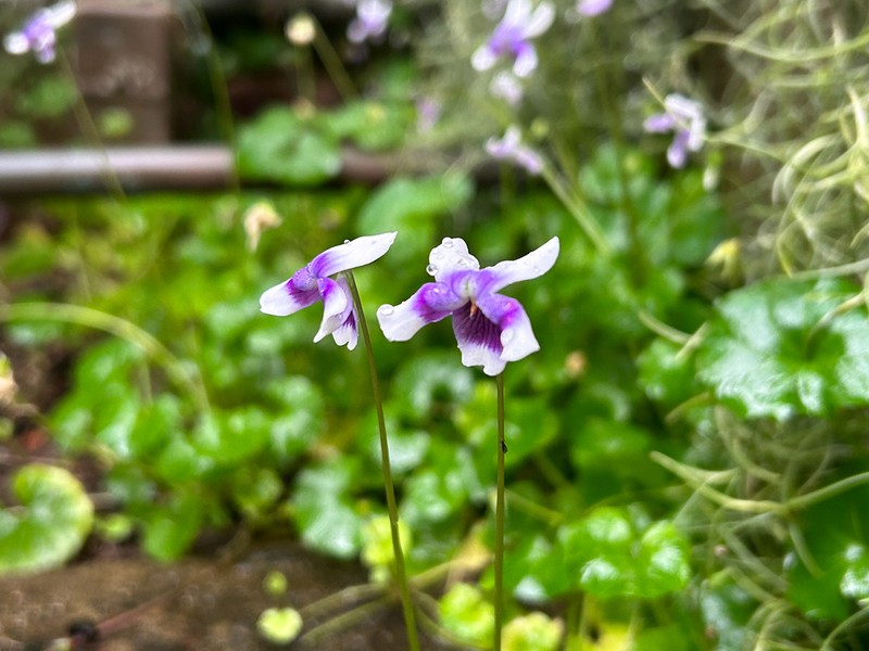Viola banksii photo 4