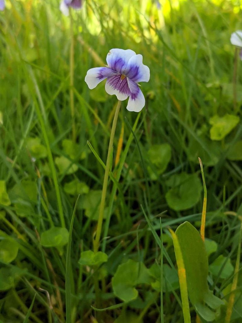 Viola banksii photo 5