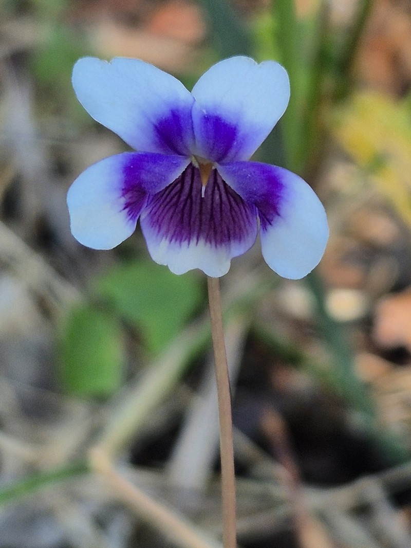 Viola banksii photo 6