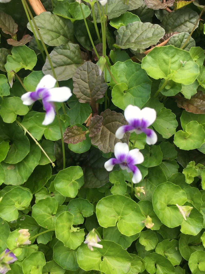 Viola banksii photo 7