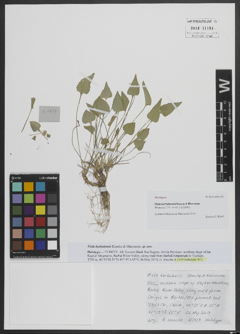 Viola barhalensis