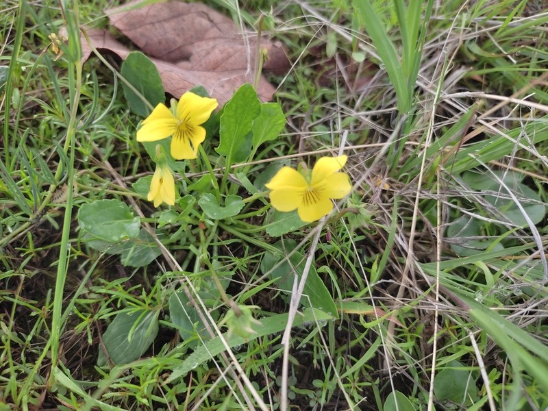 Viola barroetana