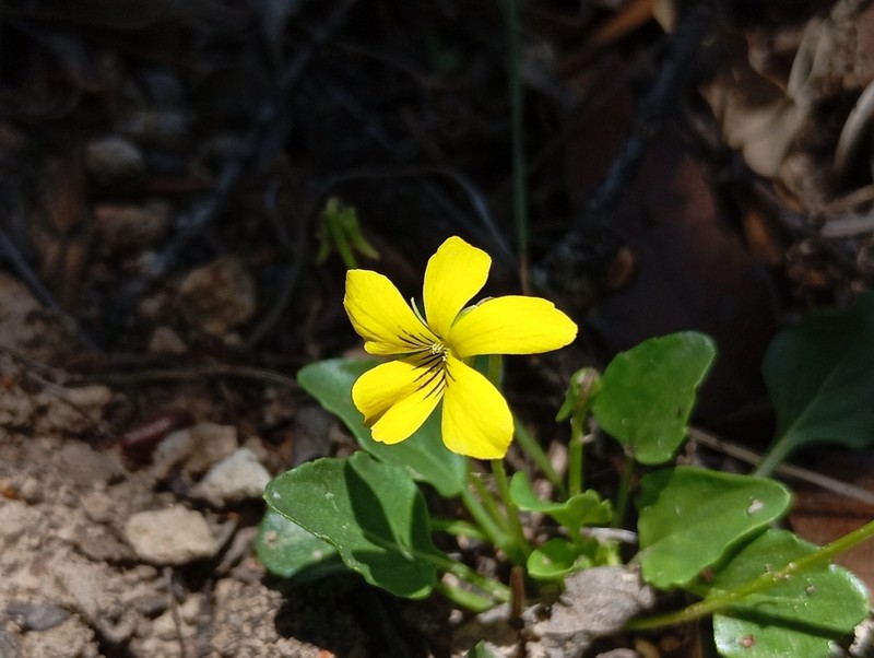 Viola barroetana photo 2