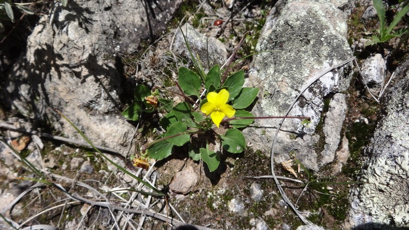 Viola barroetana photo 3