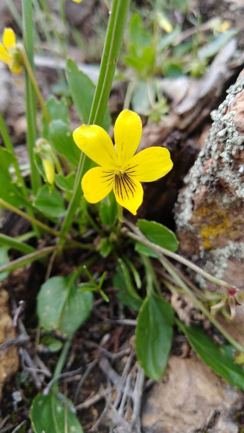 Viola barroetana photo 4