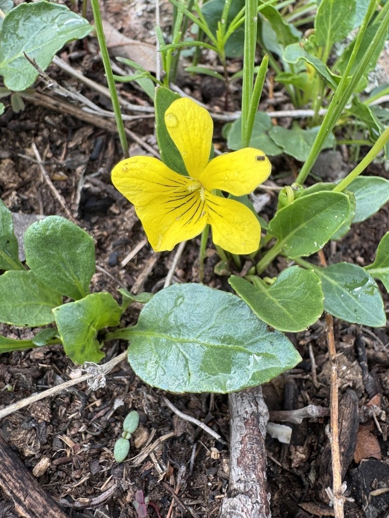 Viola barroetana photo 5