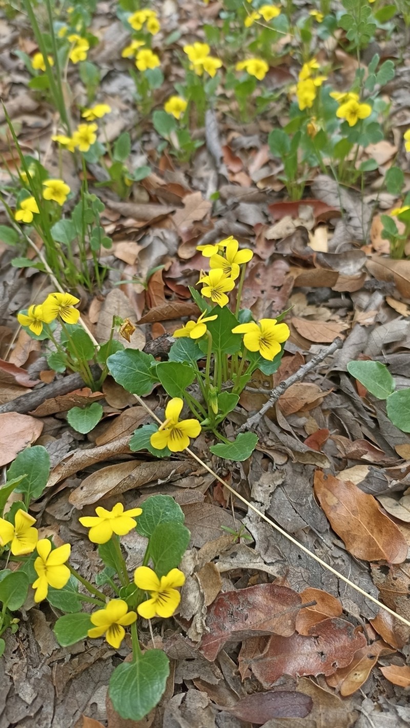 Viola barroetana photo 6