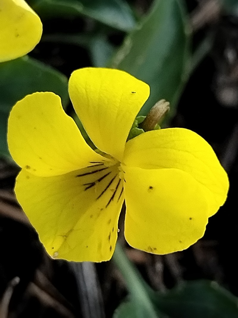 Viola barroetana photo 7