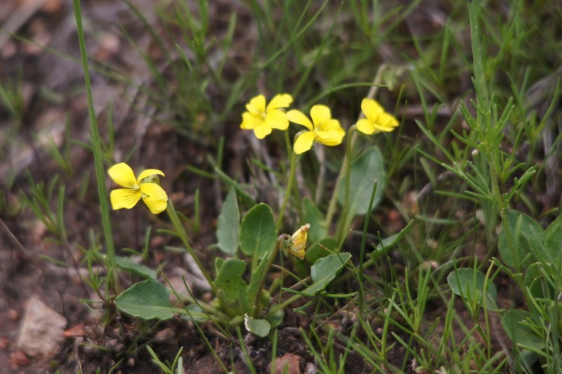 Viola barroetana photo 8