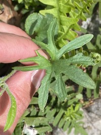 Viola baxteri