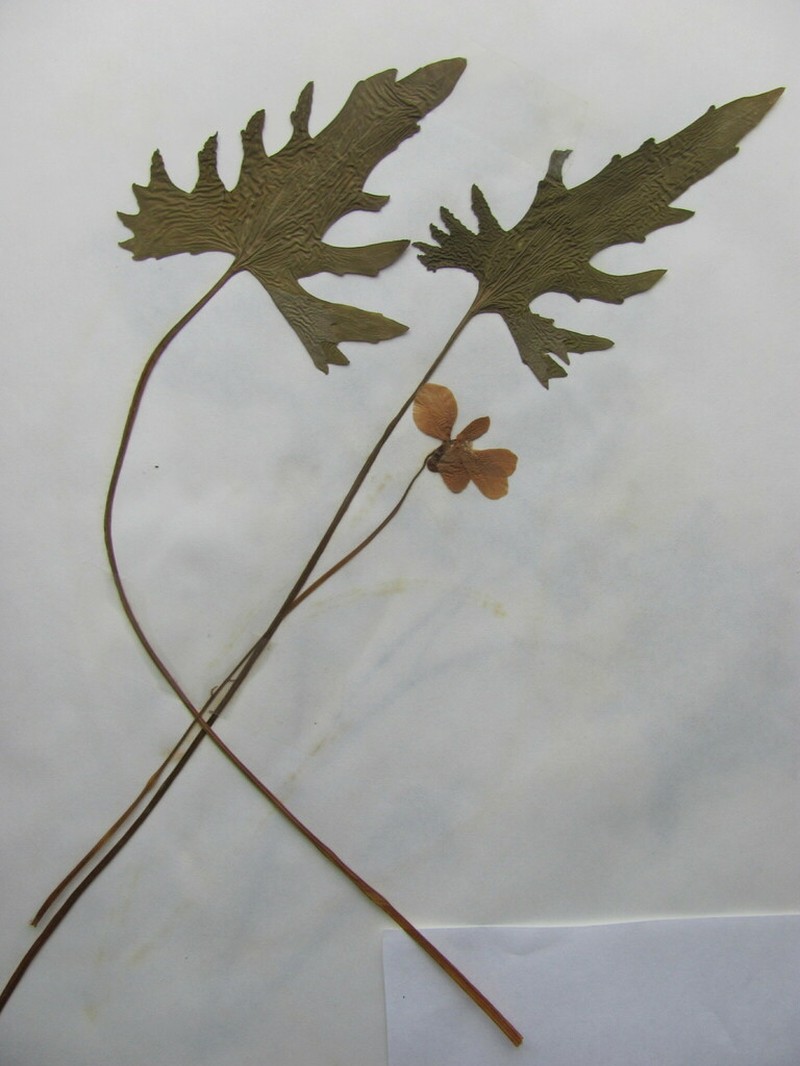 Viola baxteri photo 3