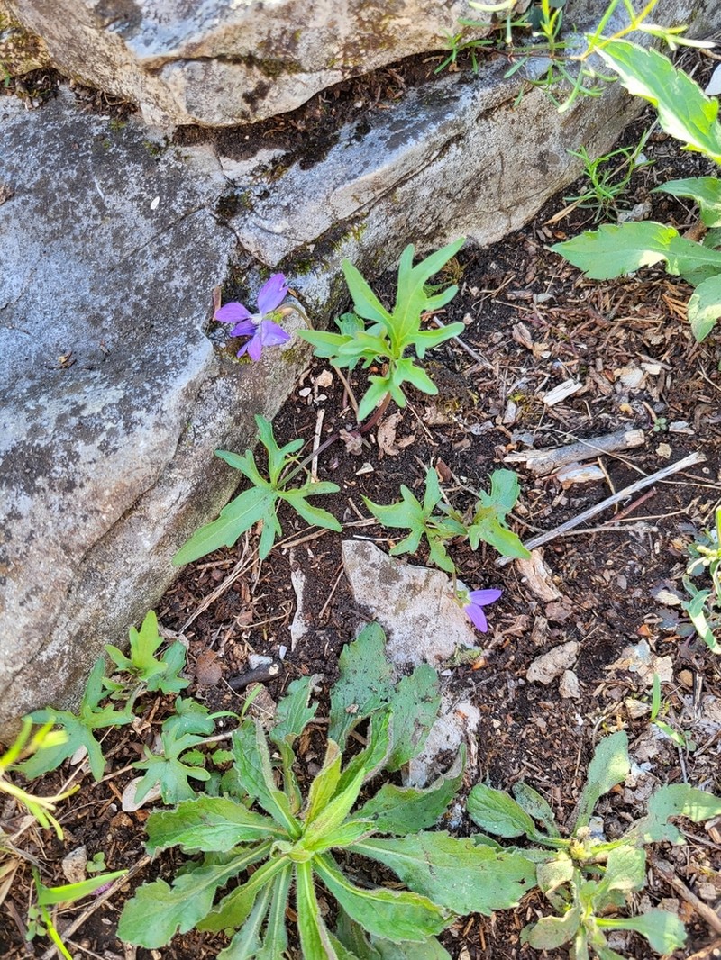 Viola baxteri photo 5