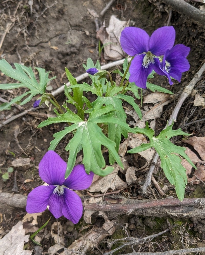 Viola baxteri photo 6