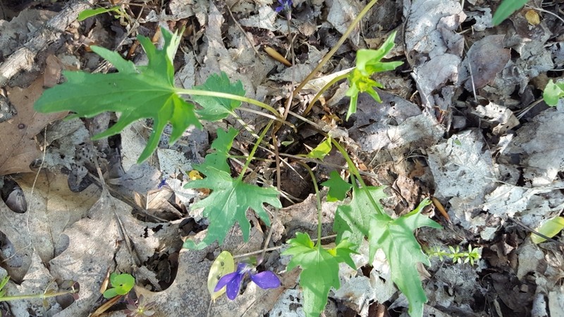 Viola baxteri photo 7